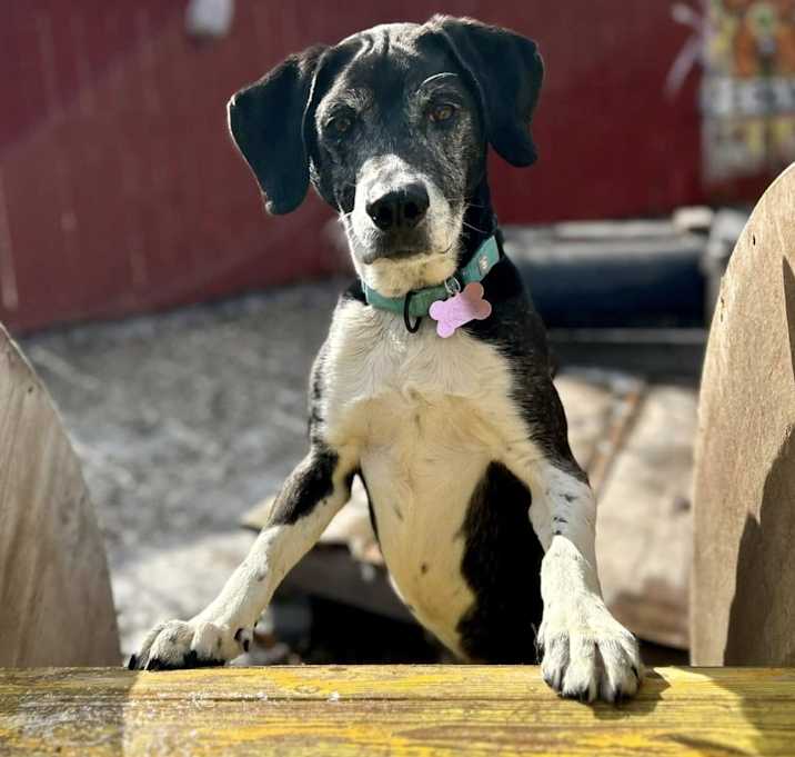 Photo of Rusty