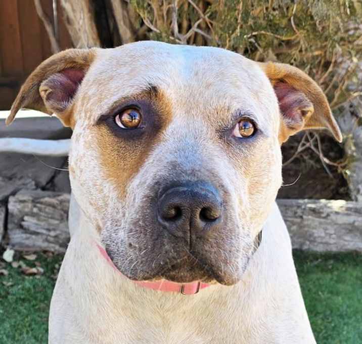 Photo of Tantalizing Tata Seal ~ American Bully w Mastiff