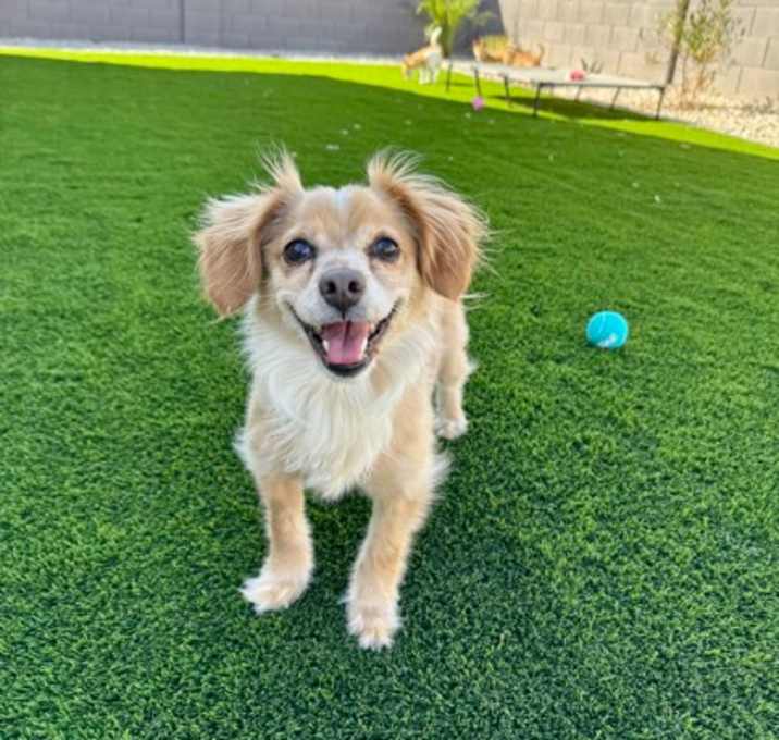 Photo of Chica