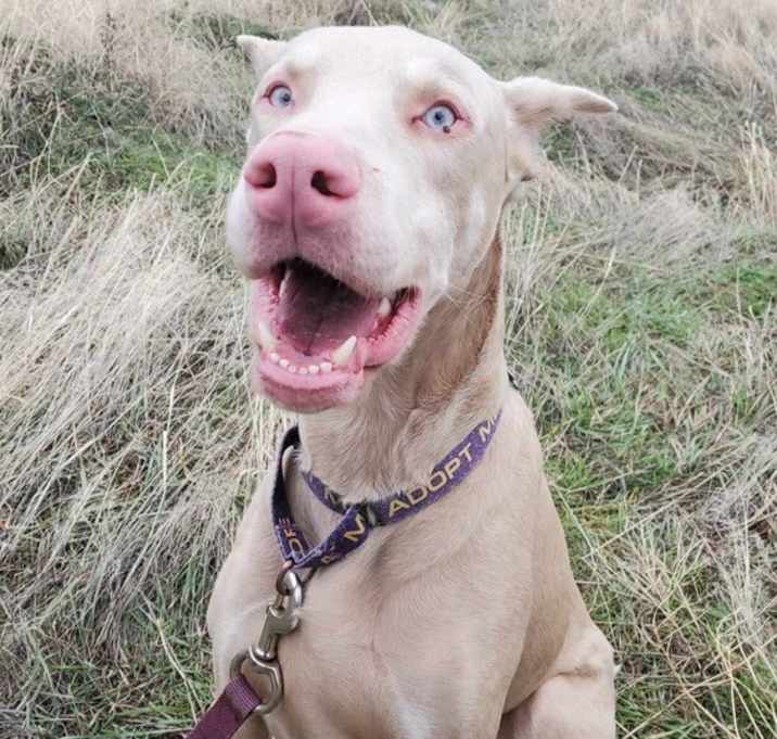 Photo of Lou (KELOWNA, BC)