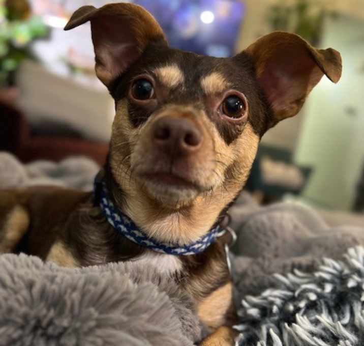 Photo of Chip