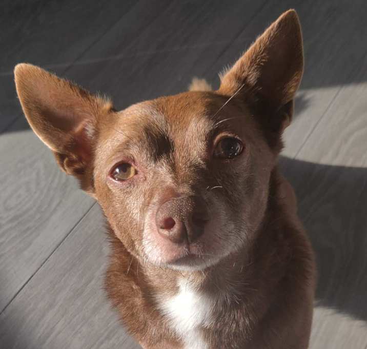 Photo of Bear
