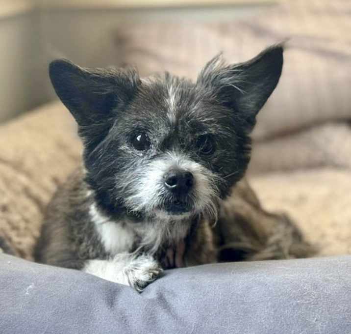 Photo of Trixie Olivia