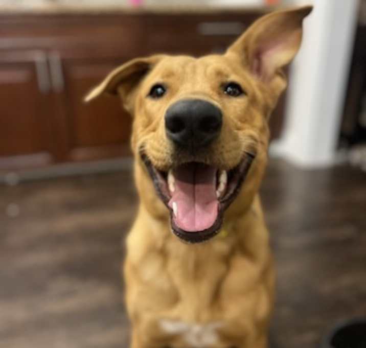 Photo of Pretzel