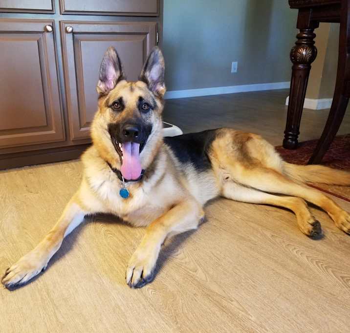 Photo of Maximus