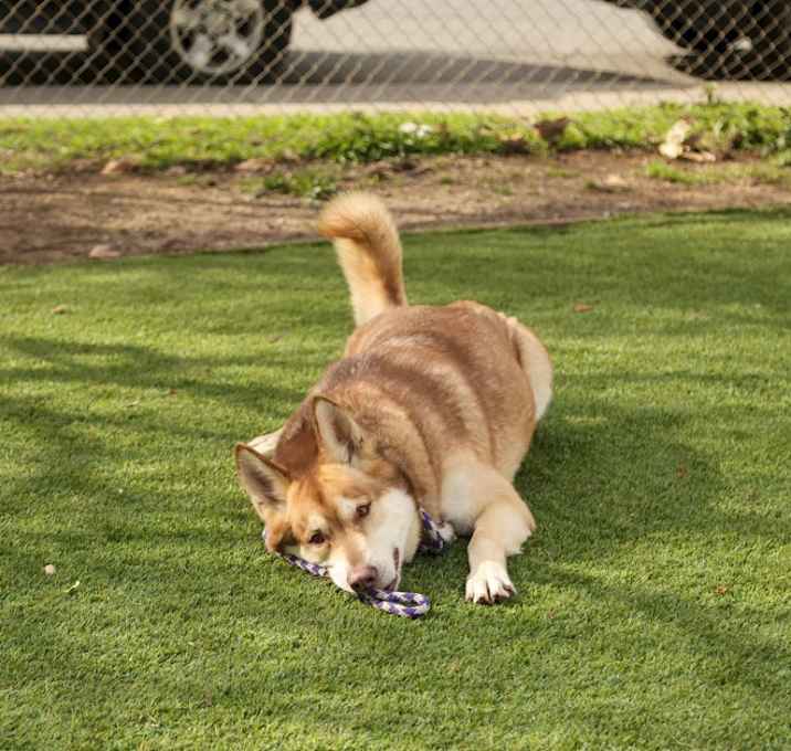 Photo of Shiloh
