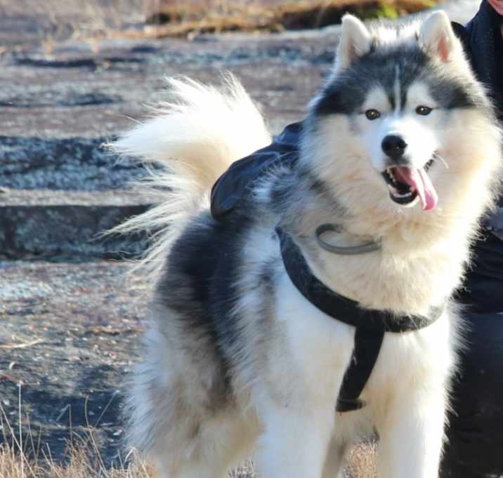 Photo of Oscar