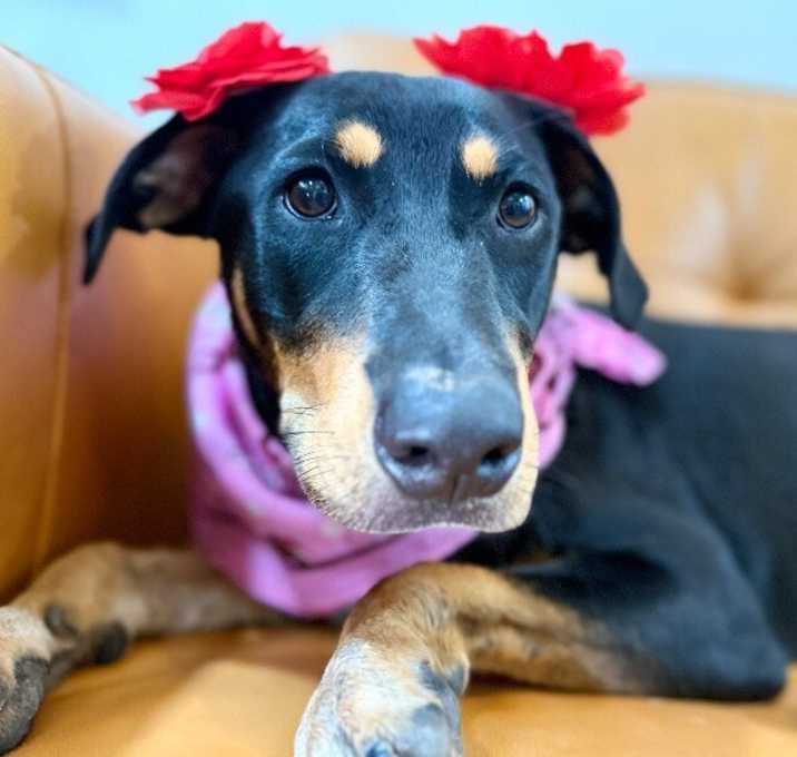 Photo of Lynn Rich In Love and Cuddles
