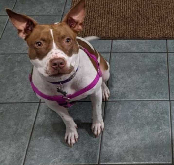 Photo of Lily OS