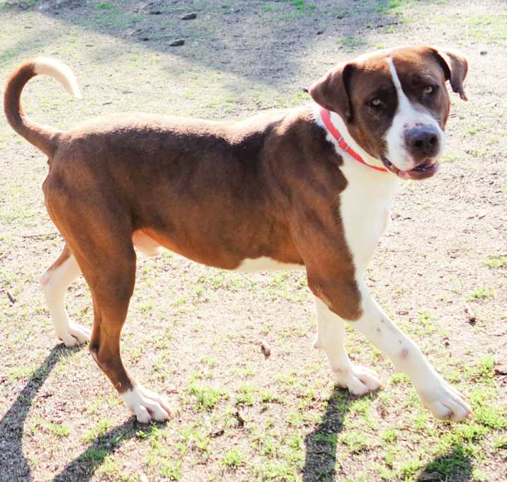 Photo of Dexter