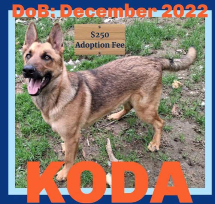 Photo of KODA - $250