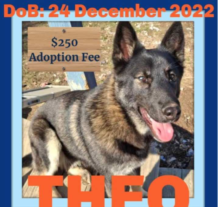 Photo of THEO - $250
