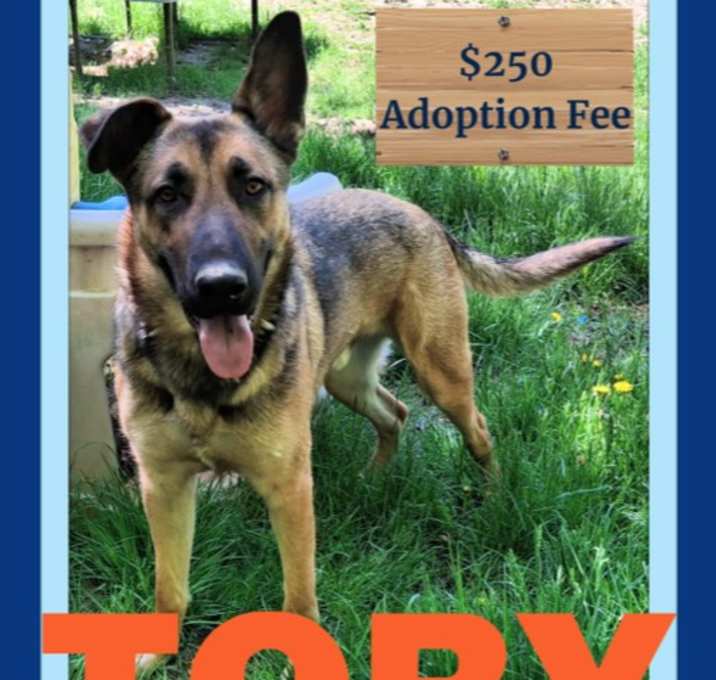 Photo of TOBY - $250