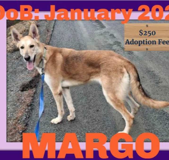 Photo of MARGO - $250