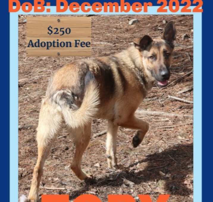 Photo of TOBY - $250