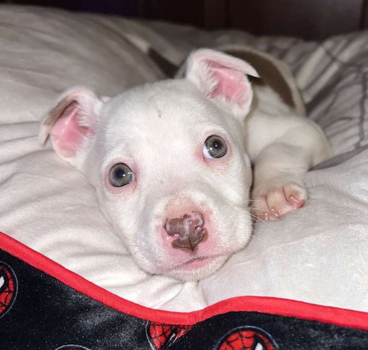 Photo of Annie