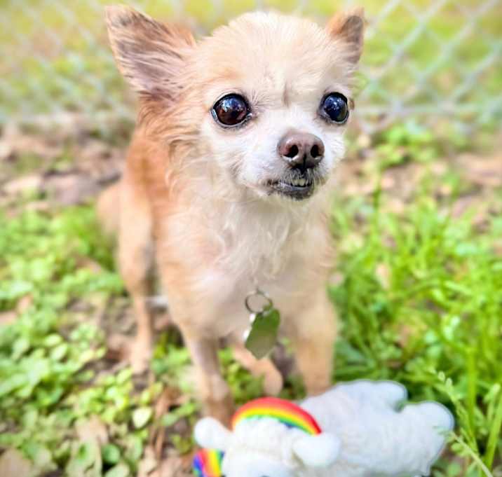Photo of Lola