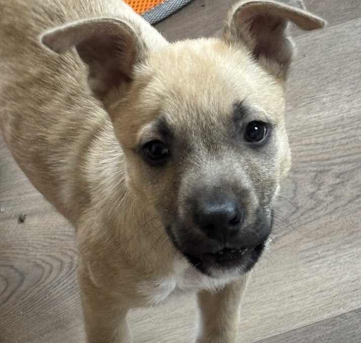 Photo of Peanut