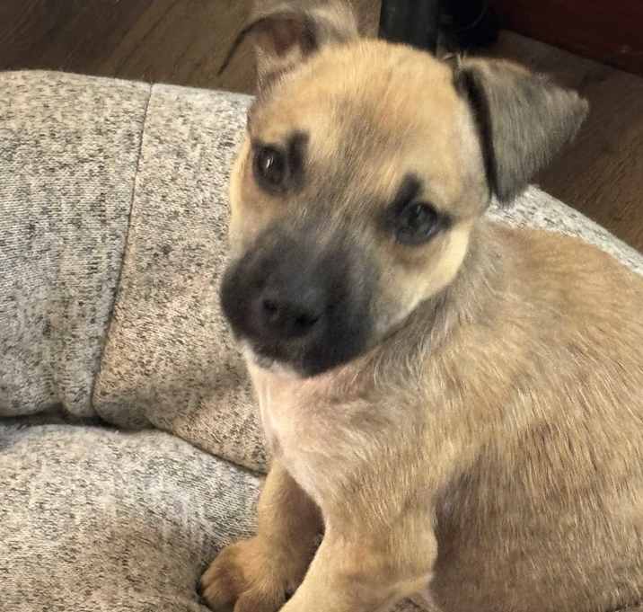 Photo of Pickle