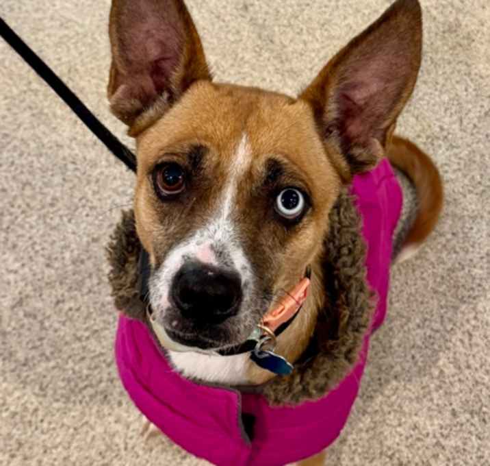 Photo of Hope *IN FOSTER*