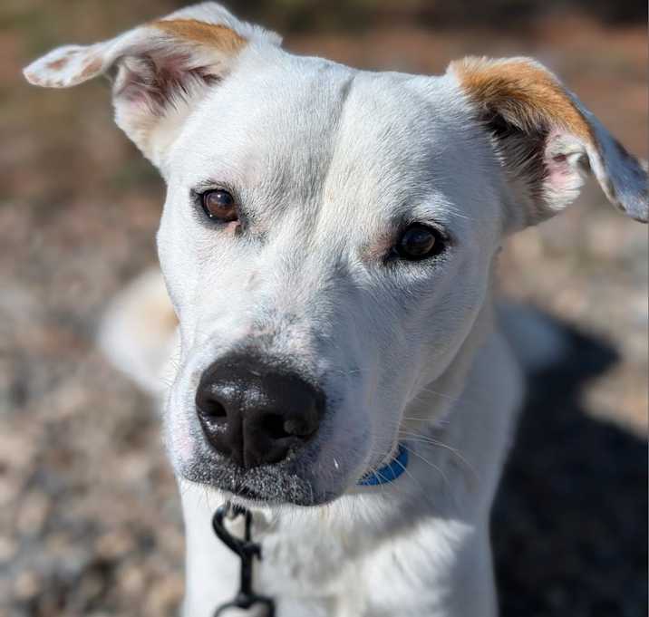 Photo of WOODY