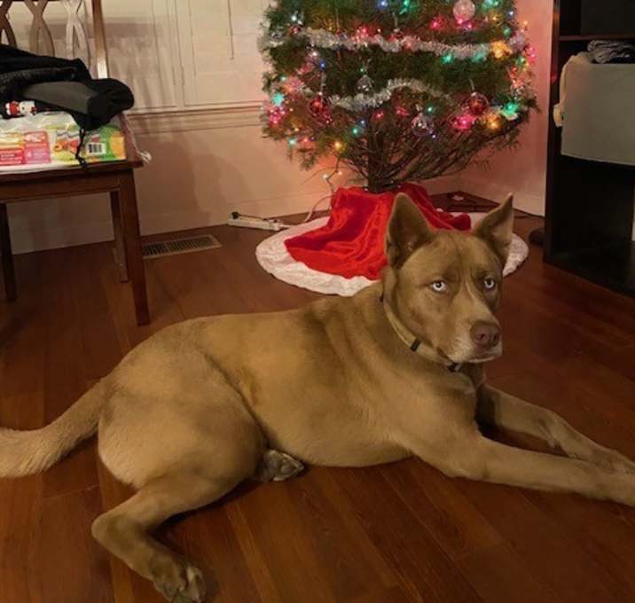 Photo of Apollo