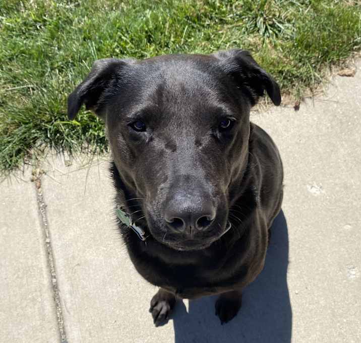 Photo of Onyx