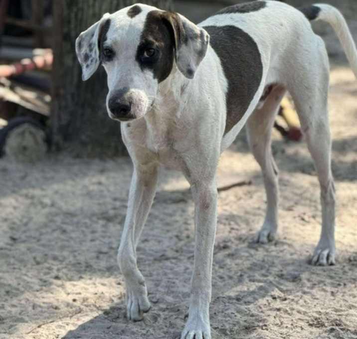 Photo of Cowboy