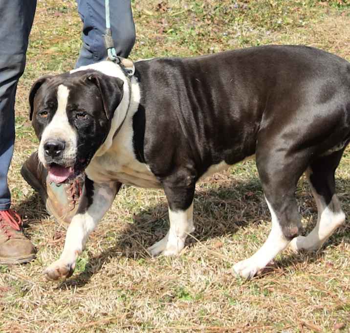 Photo of Megatron