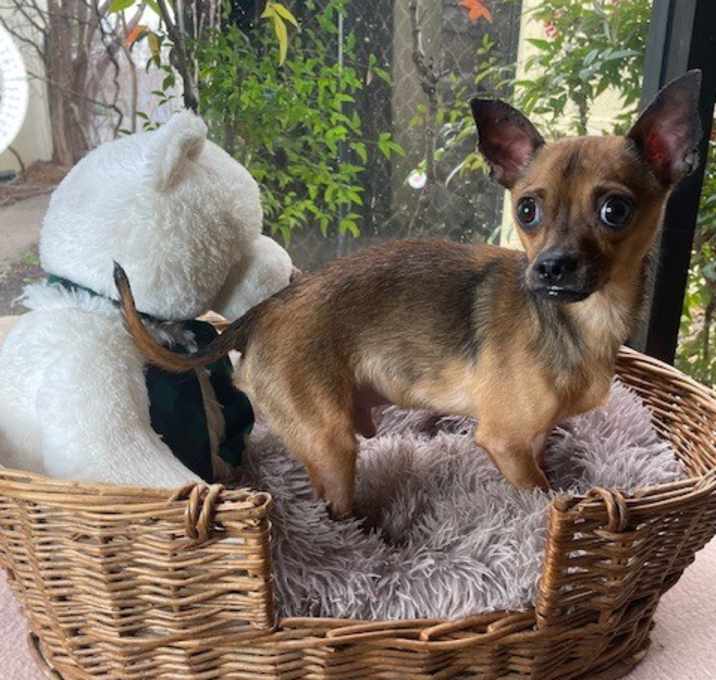 Photo of Little Buddy