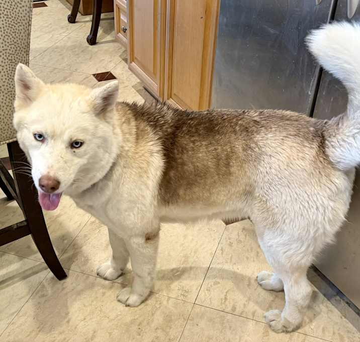 Photo of Layla