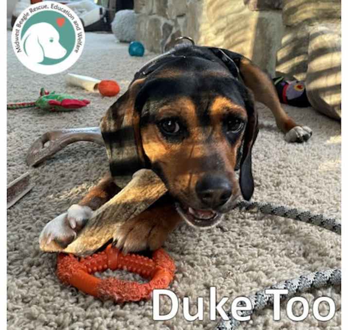 Photo of DUKE TOO