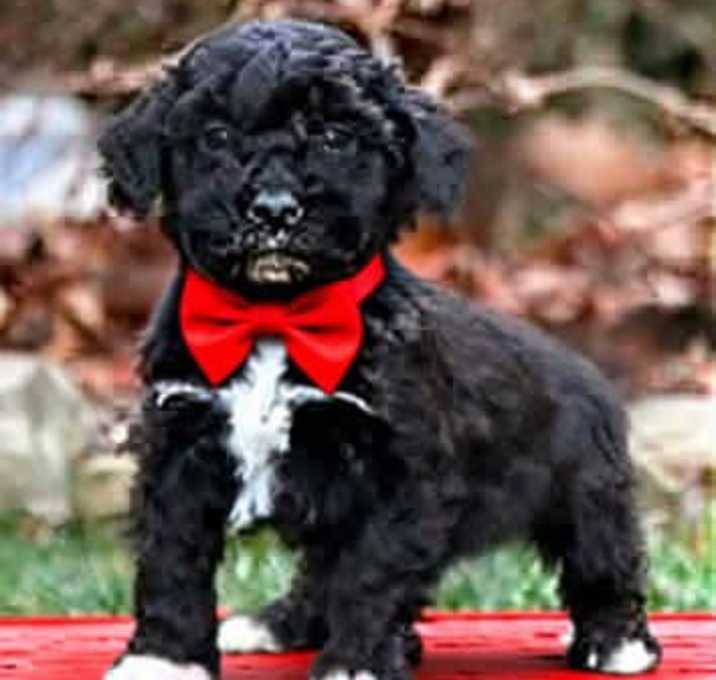 Photo of CHICO
