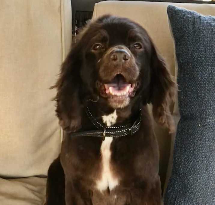 Photo of Rex