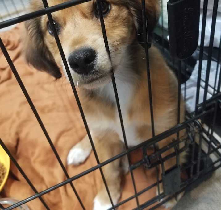 Photo of Baby Dixie