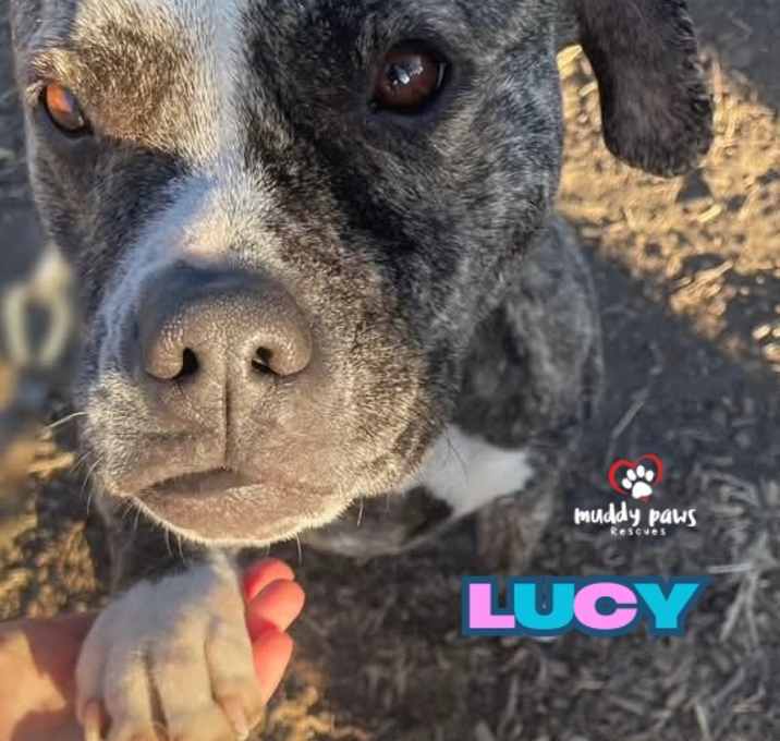 Photo of Lucy (Courtesy Post)