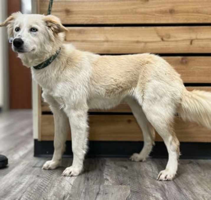 Photo of Aspen
