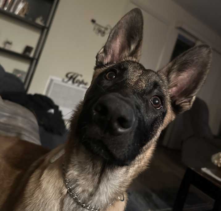 Photo of Koda