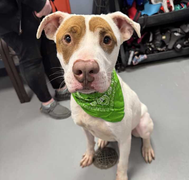Photo of Spot