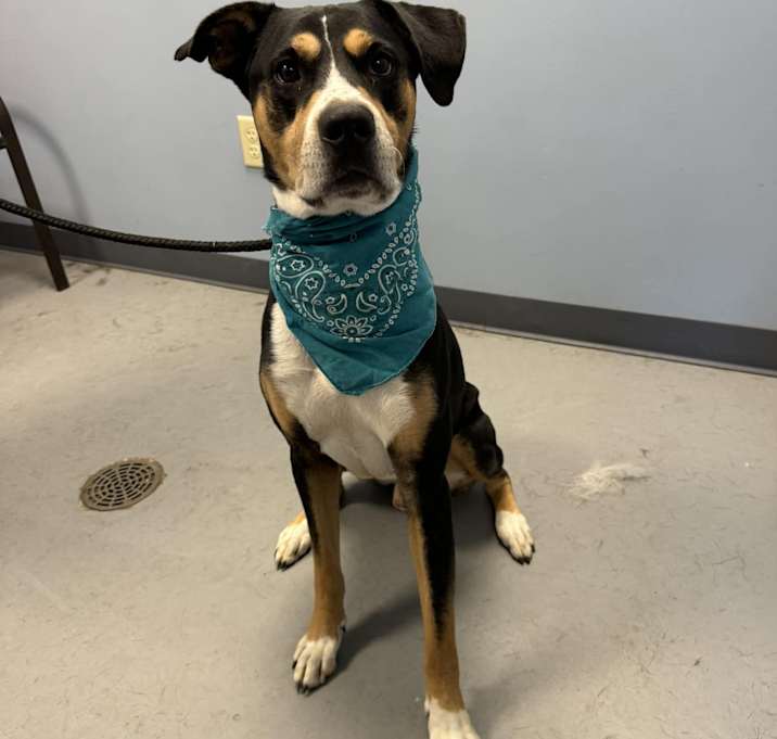 Photo of Odie