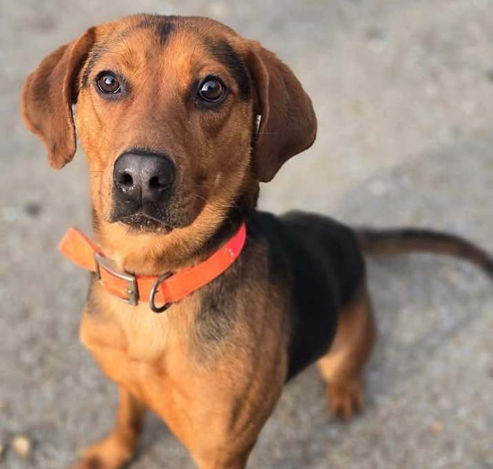 Photo of Roscoe