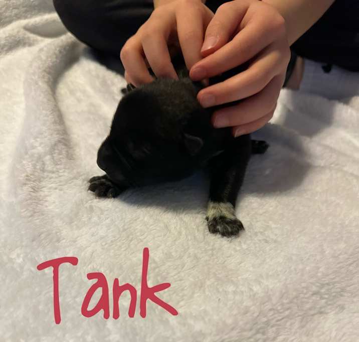 Photo of Tank