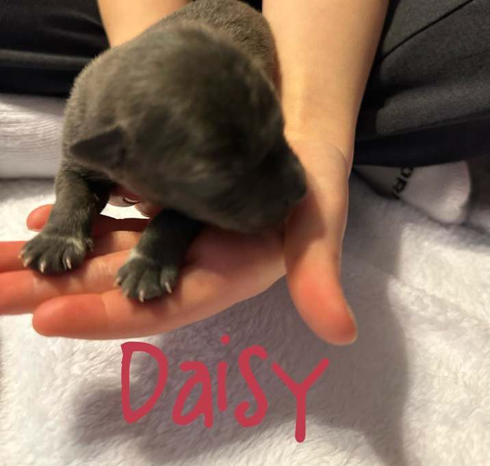 Photo of Daisy