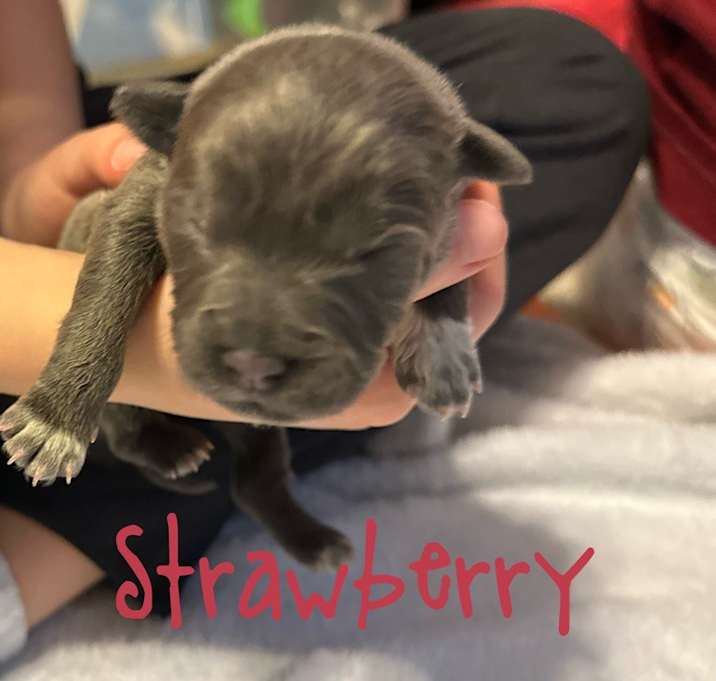 Photo of Strawberry