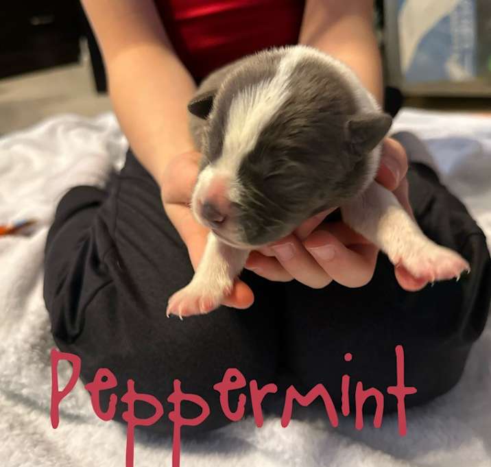Photo of Peppermint