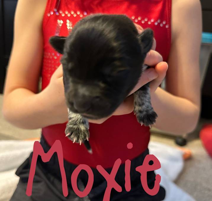 Photo of Moxie