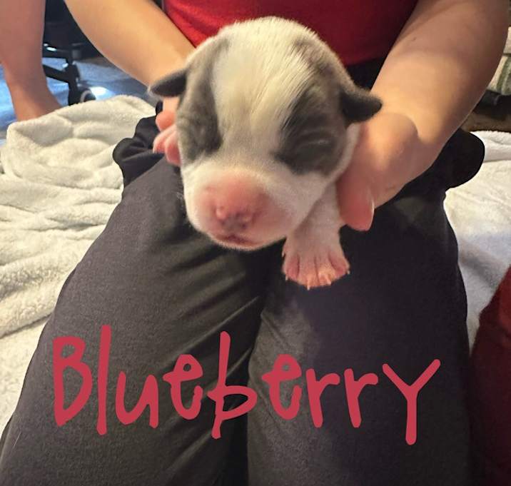 Photo of Blueberry