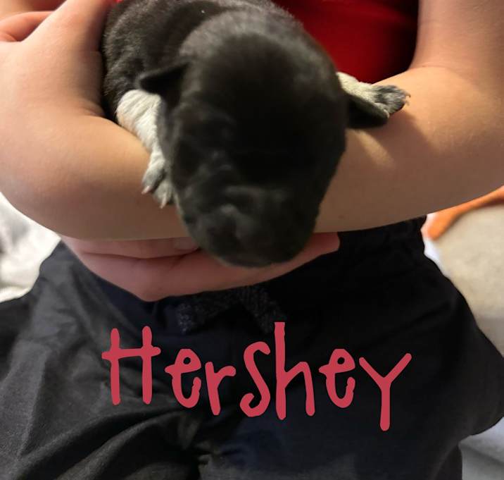 Photo of Hershey
