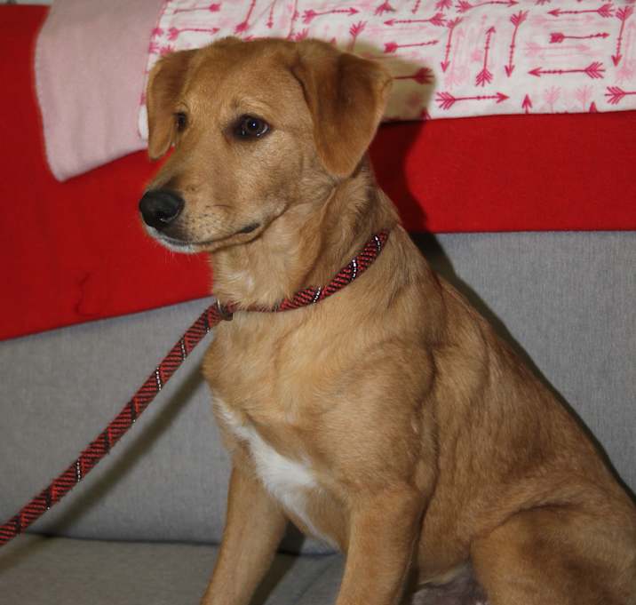 Photo of Teddy (Neutered)