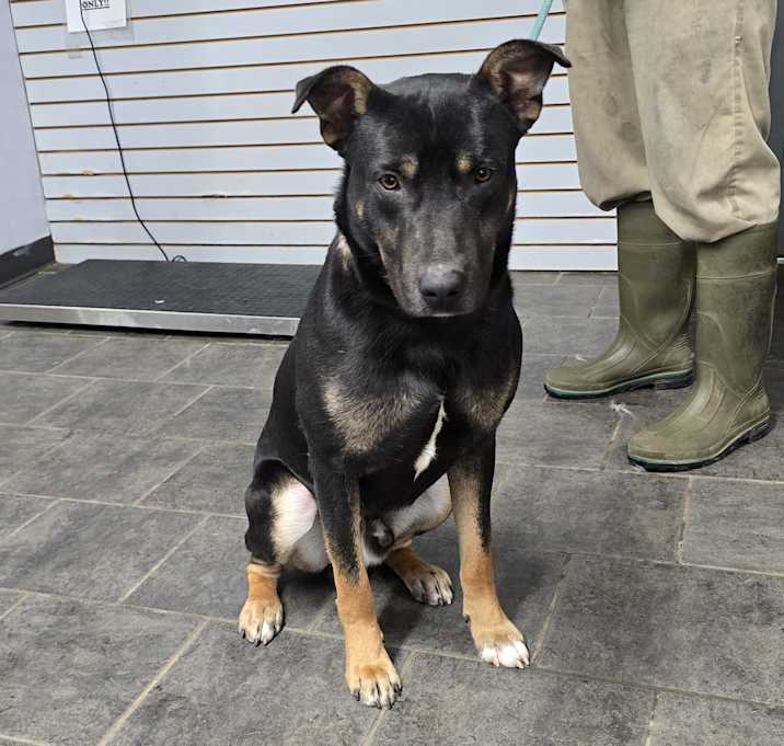 Photo of Onyx